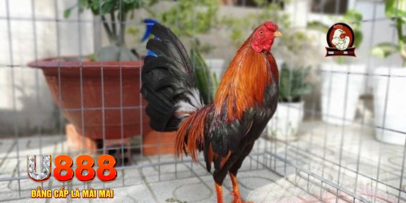 vietjack 1 casino máy tính